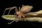 Adult Female Long legged Sac Spider
