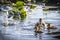 Adult Female Mallard Duck and Ducklings (Anas platyrhynchos)