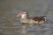 A adult female mandarin duck swimming and foraging in a city pond in the capital city of Berlin Germany