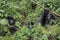 Adult female mountain gorilla holding a branch while an adolescent gorilla looks on