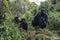 Adult female mountain gorilla holding very young gorilla with two others looking on