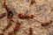 Adult Female Neivamyrmex Army Ants