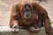 Adult Female Orangutan