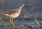 Adult female Ruff good posing on a black muddy shore