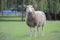 Adult Female Sheep or Ewe