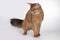 Adult female of somali breed cat posing on background