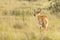 An adult female Ugandan kob antelope, kobus kob thomasi, in Queen Elizabeth National Park, Ugandan. Female kobs are sociable and