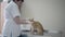 Adult female veterinarian in white gown cleaning eyes of cute obedient ginger cat holding his muzzle with her gloved