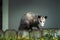 Adult female Virginia opossum Didelphis virginiana, commonly known as the North American opossum  on the fence