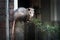 Adult female Virginia opossum Didelphis virginiana, commonly known as the North American opossum  on the fence