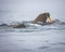 Adult female walrus raises her head above others to look for danger