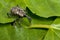 Adult fig tree weevil aclees cribratus Gyllenhy. This beetle native to Southeast Asia is infesting the fig trees of central