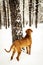 Adult Fila Brasileiro Brazilian Mastiff winter portrait