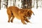 Adult Fila Brasileiro having fun in snow