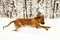 Adult Fila Brasileiro having fun in snow