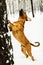 Adult Fila Brasileiro having fun in snow