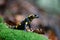 Adult fire salamander on green moss