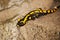 Adult fire salamander / Salamandra salamandra