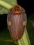 Adult Firefly Beetle