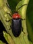 Adult Firefly Beetle