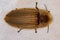 Adult Firefly Beetle