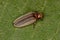 Adult Firefly Beetle