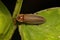 Adult Firefly Beetle