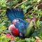 Adult fischer`s turaco, tauraco fischeri, perched on a flowering bush. This colourful bird is near threatened in the wild and is