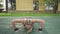 Adult fitness woman doing push-ups on a sports ground