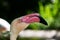 Adult Flamingo eyeing people