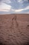 Adult Flatback Sea Turtle Tracks To the Sea