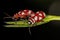 Adult Flea Beetle