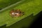 Adult Flea Beetle