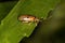 Adult Flea Beetle