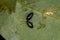 Adult Flea Beetles