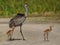 Adult Florida sandhill crane, Grus canadensis pratensis, with two young colts