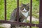 Adult fluffy cat sitting behind fence rods