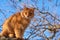 Adult fluffy red cat sits on a tree branch