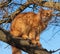 Adult fluffy red cat sits on a tree branch