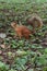 Adult fluffy red squirrel standing on the ground with fallen leaves