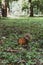 An adult fluffy red squirrel stands on the ground with fallen leaves.