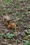 An adult fluffy red squirrel stands on the ground with fallen leaves, grass and sticks in a green park.