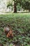 An adult fluffy red squirrel stands on the ground with fallen leaves, grass and sticks in a green park.