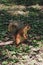 An adult fluffy red squirrel stands on the ground with fallen leaves, grass and sticks in a green park, side view.