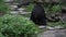 An adult Formosa Black Bear Pooping at a day hot summer at the zoo