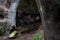 An adult Formosa Black Bear sleeping in the cave