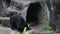 An adult Formosa Black Bear walking near to the cave at the zoo