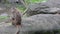 An adult Formosan rock macaque sitting on the ground near to the warter