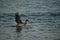 Adult fowl landing in the Aruban waters