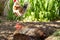 Adult free range hen chicken seen having a dust bath in dry soil.